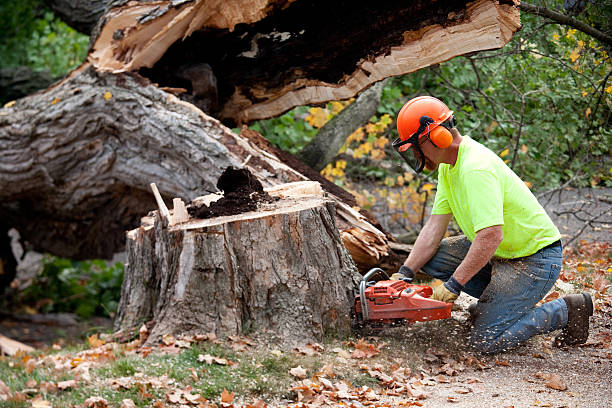 Tree Removal for Businesses in Danville, AR